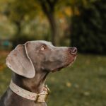 A glowing light up dog collar on a dog during a night walk, showcasing safety and visibility.